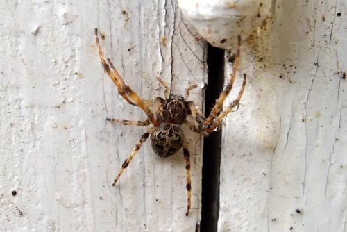 Réf. 253 736 : Larinioides sclopetarius